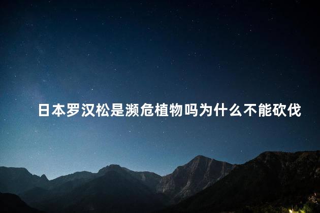 日本罗汉松是濒危植物吗为什么不能砍伐树木，为什么不能砍伐日本罗汉松呢