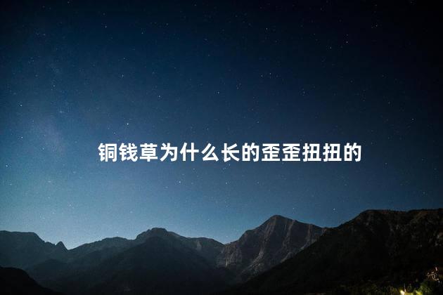 铜钱草为什么长的歪歪扭扭的，铜钱草为什么东倒西歪的